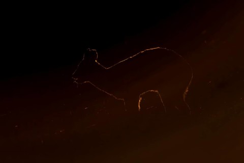 Chinese water deer (Hydropotes inermis) adult animal rim lit with backlighting at sunset standing