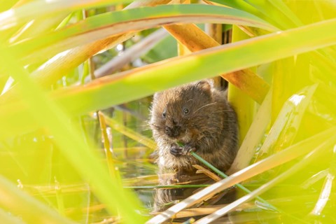 Water vole (Arvicola amphibius) adult animal feeding on a reed plant stem in a pond, England,