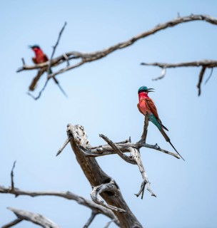 Scarlet Bee-eater (Merops nubicoides), two bee-eaters sitting on a dead tree in front of a blue