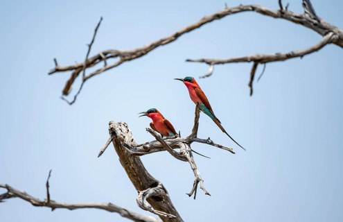 Scarlet Bee-eater (Merops nubicoides), two bee-eaters sitting on a dead tree in front of a blue