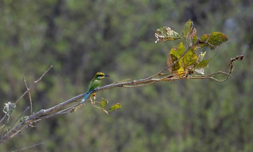 Swallowtail Bee-eater (Merops hirundineus) sitting on a branch, Okavango Delta, Moremi Game