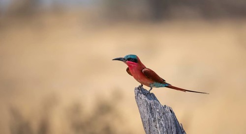 Scarlet Bee-eater (Merops nubicoides) sitting on a dead tree against a yellow background, Okavango