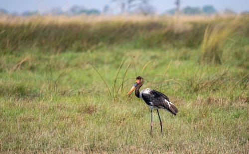 Saddle-billed stork (Ephippiorhynchus senegalensis), Okavango Delta, Moremi Game Reserve, Botswana