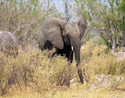 African elephant (Loxodonta africana), young animal, Okavango Delta, Moremi Game Reserve, Botswana