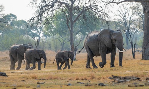African elephant (Loxodonta africana), group with young, Okavango Delta, Moremi Game Reserve,