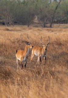 Letschwe or lychee moor antelope (Kobus leche), two animals in dry grass in the evening light,