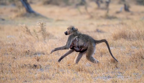 Bear baboon (Papio ursinus) young clinging to the mother's belly, running, Third Bridge, Okavango