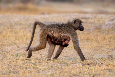 Bear baboons (Papio ursinus) mother suckling young, Third Bridge, Okavango Delta, Moremi Game