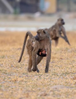 Bear baboon (Papio ursinus) young clinging to the mother's belly, running, Third Bridge, Okavango