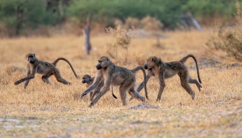 Bear baboons (Papio ursinus) group running, Third Bridge, Okavango Delta, Moremi Game Reserve,