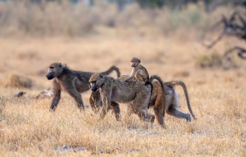 Bear baboons (Papio ursinus) young on the back of the mother, foraging, Third Bridge, Okavango