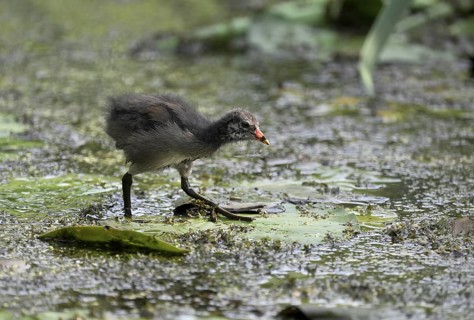 Green-footed moorhen (Gallinula chloropus), chick running over water plants, Lower Rhine, North