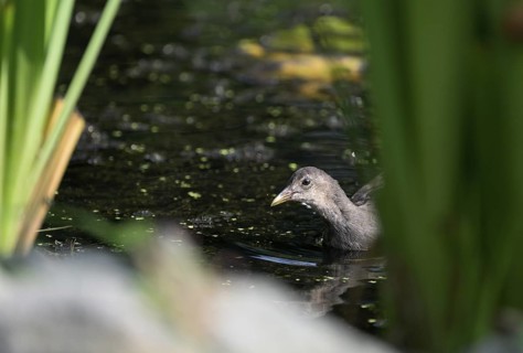 Green-footed moorhen (Gallinula chloropus), swimming among reeds, Lower Rhine, North