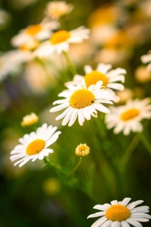 Daisies in full bloom, shining in warm sunlight, Gechingen, Landkeis Calw, Germany