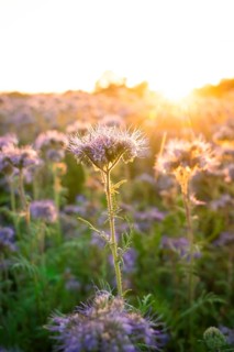 Chaotic beauty of a sea of flowers in the golden light of the evening, Gechingen, Landkeis Calw,