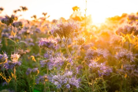 Purple flower field in the golden morning light at sunrise, quiet atmosphere, Gechingen, Landkeis
