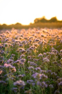 Fields full of purple flowers, atmospherically illuminated by the evening light, Gechingen,