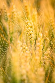 Fresh ears of wheat in the golden light, symbol of harvest time, Gechingen, Landkeis Calw, Germany