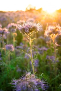 Single purple flower in the foreground, warm evening mood, Gechingen, Landkeis Calw, Germany