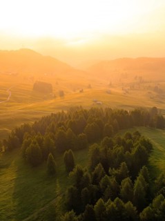 Hilly landscape in early sunlight with densely overgrown rows of trees, Alpe di Siusi, Dolomites,