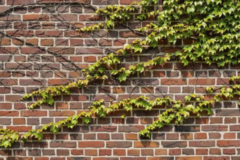 Brick wall overgrown with wild vines emphasising the natural architecture, Münsterland, North