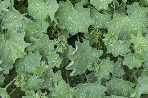 Lady's mantle (Alchemilla mollis) with raindrops, Lower Rhine, North Rhine-Westphalia, Germany