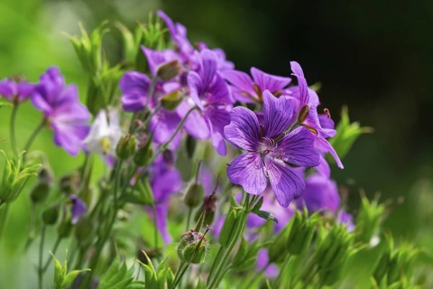 Cranesbill (Geranium), Münsterland, North Rhine-Westphalia, Germany