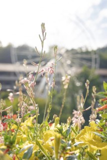 Colourful flowers in front of a blurred Ferris wheel in a sunny park, Ferris wheel construction for