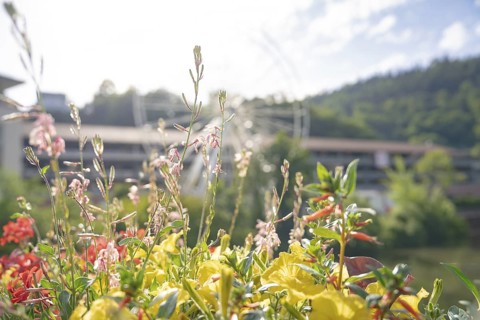 Flowers with Ferris wheel in the background on a bright summer day, Ferris wheel construction for