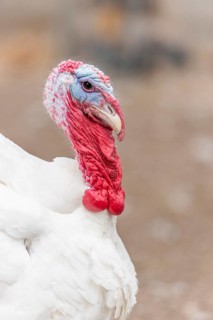 Een witte kalkoen staat in het veld. The bird has a blue, round head and a long, round neck. Het