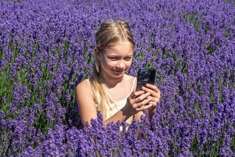 Blonde girl, 9 years old, photographing blooming lavender with a mobile phone in Köpingebro, Ystad