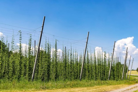 Hop garden of the Hochdorfer Kronenbrauerei brewery. Hop growing in the Heckengäu in the northern