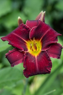 Daylily (Hemerocallis), Emsland, Lower Saxony, Germany