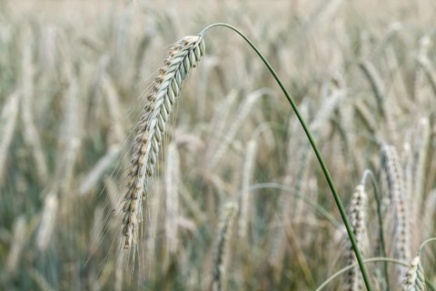 Triticale ears (triticale), Emsland, Lower Saxony, Germany