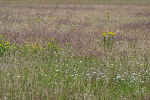 Meadow with ragwort (Senecio jacobaea), Emsland, Lower Saxony, Germany