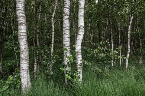 Birch quarry forest (Betula pendula), Emsland, Lower Saxony, Germany