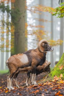 European mouflon (Ovis aries musimon) ram (male) standing in a forest in autumn, Bavaria, Germany