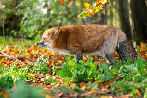 Red fox (Vulpes vulpes) standing in a forest in autumn, Bavaria, Germany