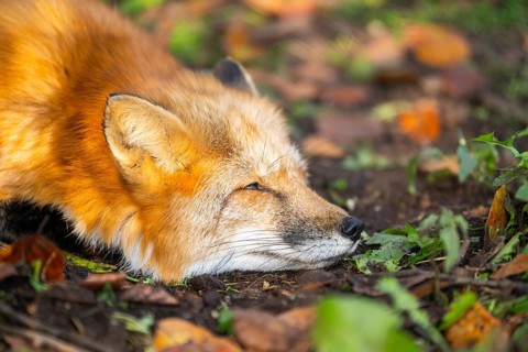 Red fox (Vulpes vulpes) lying in a forest in autumn, portrait, Bavaria, Germany