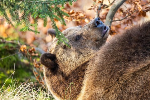 Eurasian Brown Bear (Ursus arctos arctos) lying in a forest, portrait, Bavaria, Germany