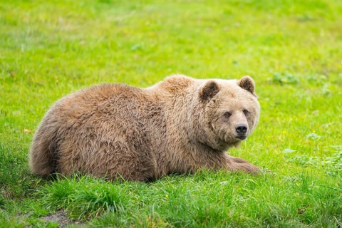 Eurasian Brown Bear (Ursus arctos arctos) lying on a meadow, Bavaria, Germany