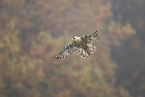 Saker falcon (Falco cherrug) flying, autumn, Bavaria, Germany
