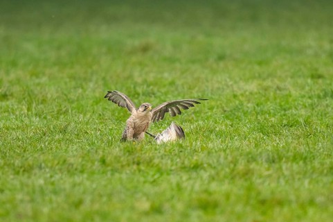 Peregrine falcon (Falco peregrinus) hunting, autumn, Bavaria, Germany