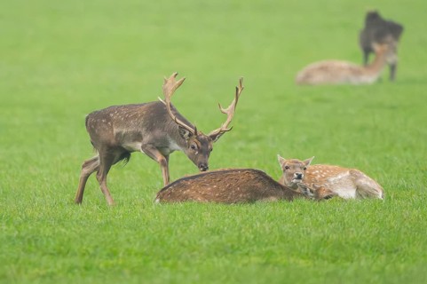 European fallow deer (dama dama) buck with his pack during the rutting season on a meadow in