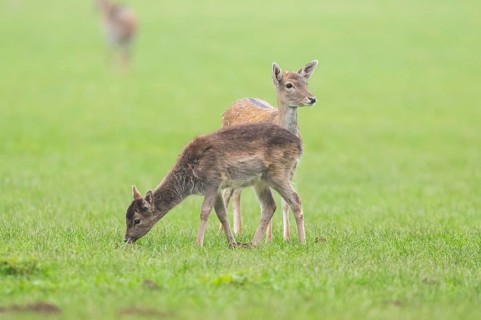 European fallow deer (dama dama) doe on a meadow in autumn, Bavaria, Germany