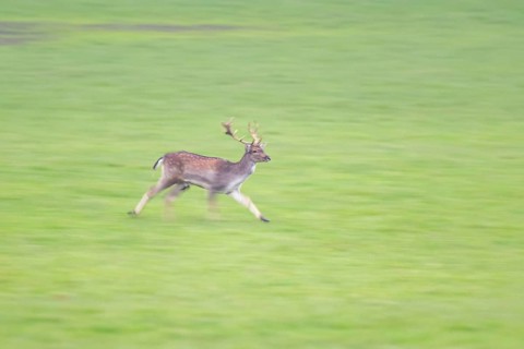 European fallow deer (dama dama) buck running on a meadow in autumn, Bavaria, Germany