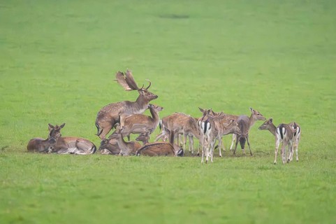 European fallow deer (dama dama) buck at the mating with his pack during the rutting season on a