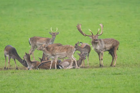 European fallow deer (dama dama) buck with his pack during the rutting season on a meadow in
