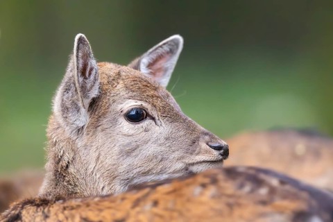 European fallow deer (dama dama) doe standing in a forest in autumn, Bavaria, Germany