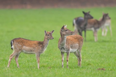 European fallow deer (dama dama) doe on a meadow in autumn, Bavaria, Germany